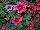 HGTV Plant Collection: Calibrachoa  'Super Cherry™' 