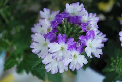 HGTV Plant Collection: Expressions™ Quart Components Verbena Empress® Wicked Blue 
