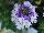 HGTV Plant Collection: Verbena  'Empress® Wicked Blue' 