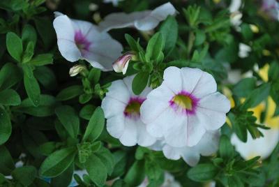 Calibrachoa Expressions™ Quart Components 'Super Royal White™'