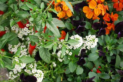 Patio Veggies & Herbs™ COMBO Fall Mix 