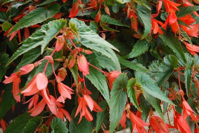 HGTV Plant Collection: Patio Veggies & Herbs™  Supernova Begonias™ Begonia Starshine™ Coral 