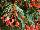 HGTV Plant Collection: Begonia  'Starshine™ Coral' 