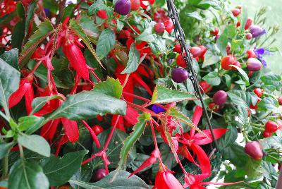 COMBO Patio Veggies & Herbs™ 'Fall Mix'