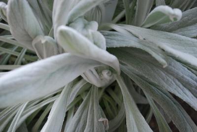 Lamb's Ear Essential Perennials™ 'Mighty Velvet™'