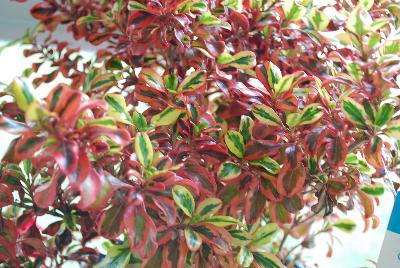 Coprosma Smart & Stylish Shrubs™ 'Coastal Inferno™'