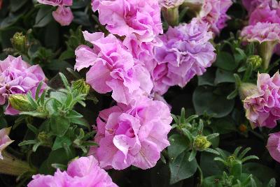 HGTV Plant Collection: Expressions Annuals™ Pop-N-Polish™ Petunias Petunia Flamenco™ Pink 