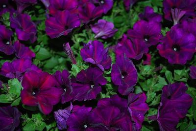 HGTV Plant Collection: Expressions Annuals™ Pop-N-Polish™ Petunias Petunia Iridescence™ 