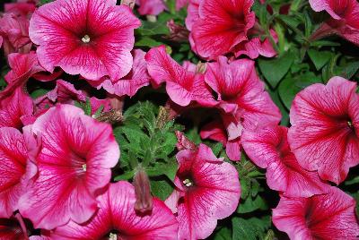 HGTV Plant Collection: Expressions Annuals™ Pop-N-Polish™ Petunias Petunia Luminous Pink 