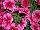 HGTV Plant Collection: Petunia  'Luminous Pink' 