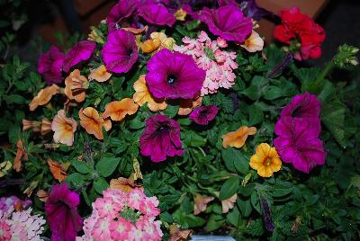 COMBO Expressions Annuals™ Fab Festivities® 'Neon Treasure™'