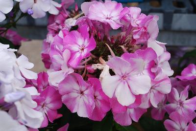 Phlox Essential Perennials™ Phlox Flair™ 'Velvet Verve™'