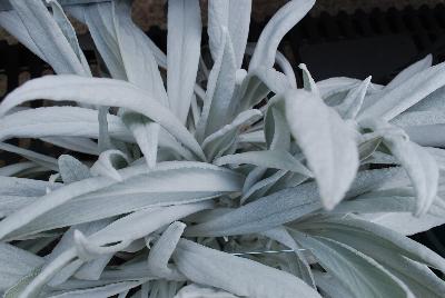 Lamb's Ear Essential Perennials™ 'Mightly Velvet™'