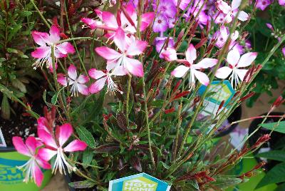 Essential Perennials™ Gaura Glee™ Wand Flower Pure Glory™ 