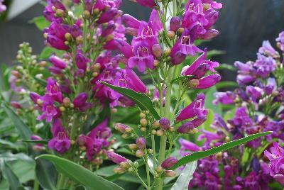 Beardtongue Essential Perennials™ Posh Penstemon™ 'Purple Perfectionist™'