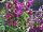 HGTV Plant Collection: Beardtongue  'Purple Perfectionist™' 
