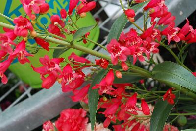 Essential Perennials™ Posh Penstemon™ Beardtongue Cherry Red Hottie™ 