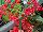 HGTV Plant Collection: Beardtongue  'Cherry Red Hottie™' 