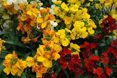 Wallflower Essential Perennials™ Wallflower Wonders™ 'Rainbow Joy™'