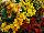 HGTV Plant Collection: Wallflower  'Rainbow Joy™' 