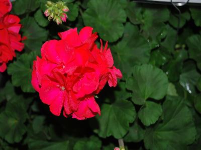 HGTV Plant Collection: So Gorgeous! Geranium So Amazing! Neon 