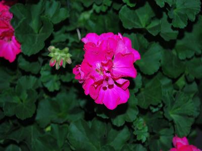 Geranium So Gorgeous! 'So Fierce! Fucshia'