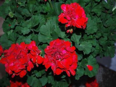 Geranium So Gorgeous! 'So Sultry! Dark Red'