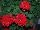 HGTV Plant Collection: Geranium  'So Sultry! Dark Red' 