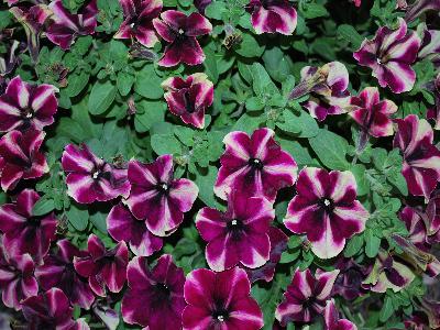 Petunia Pop N Polish 'Raspberry Superstar'