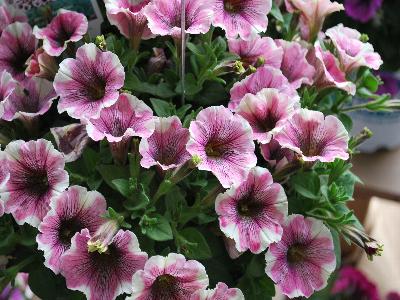 Petunia Pop N Polish 'Sweetunia White Merlot'