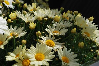 Argyranthemum Summit® 'Yellow'