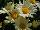 Cultivaris: Argyranthemum frutescens 'Yellow' 