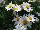 Cultivaris: Argyranthemum frutescens 'White' 