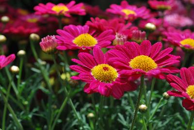 Argyranthemum Summit® 'Starlight Red'