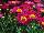 Cultivaris: Argyranthemum frutescens 'Starlight Red' 
