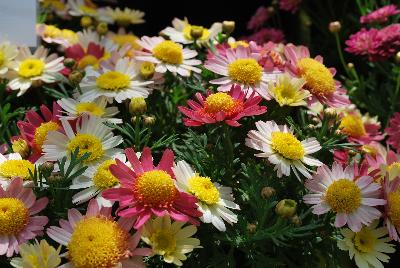 Argyranthemum Go Daisy® 'Fully Coral'