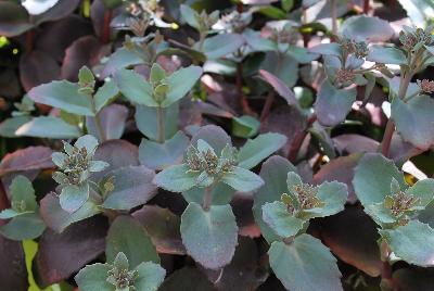  Sedum telephium Chocolate Cherry 