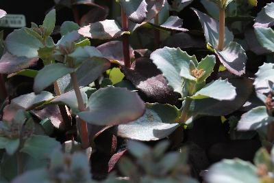  Sedum telephium Chocolate Cherry 