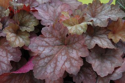 Heureka™ Heuchera Sweet Princess 