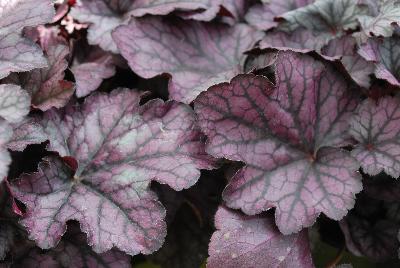 Heuchera Heureka™ 'Seasons King'