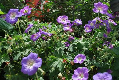 Geranium  'Jolly Blue'