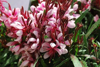  Gaura lindhemeri Lillipop Blush 