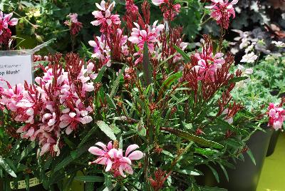 Gaura  'Lillipop Blush'