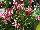 Cultivaris: Gaura lindhemeri 'Lillipop Blush' 