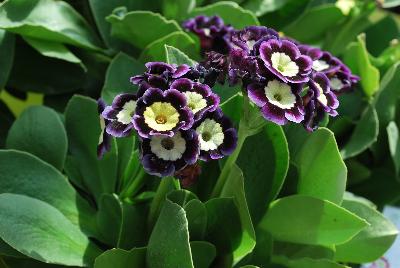 Bavarian Gaudi™ Primula auricula Mariandl 