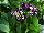 Cultivaris: Primula auricula 'Mariandl' 
