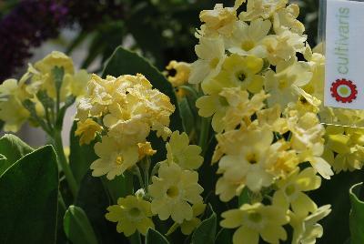 Bavarian Gaudi™ Primula auricula Grundl 