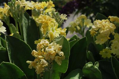 Primula Bavarian Gaudi™ 'Grundl'