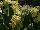Cultivaris: Primula auricula 'Grundl' 
