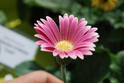 Cultivaris: Drakensberg Daisy™ Gerbera Carmine 